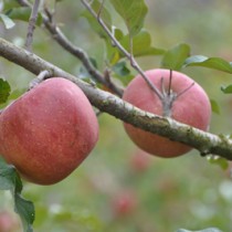 慰安旅行2011.11.リンゴ狩り